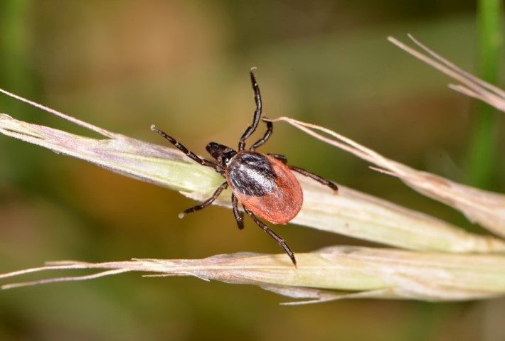 tique-maladie-lyme